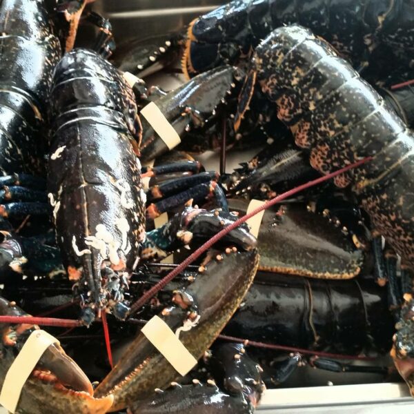 lambroisyvence_1464727131_1262545148043202946_3068650131 Gros plan sur plusieurs homards vivants entassés avec les pinces attachées par des élastiques jaunes.